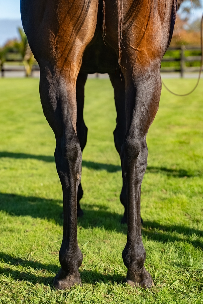 Millefiori (NZ) - Image 4