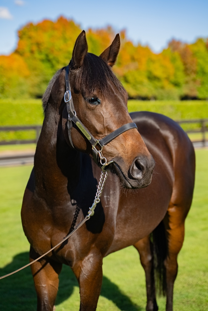 Millefiori (NZ) - Image 5
