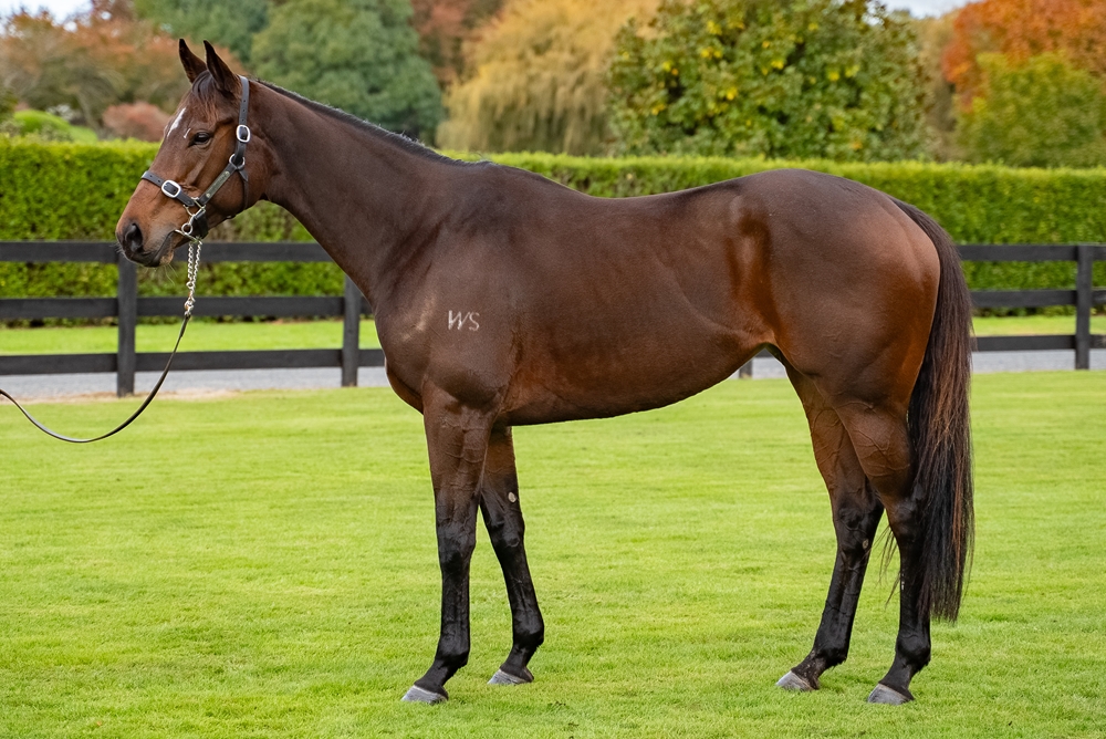 Wolverine (NZ) - Image 1