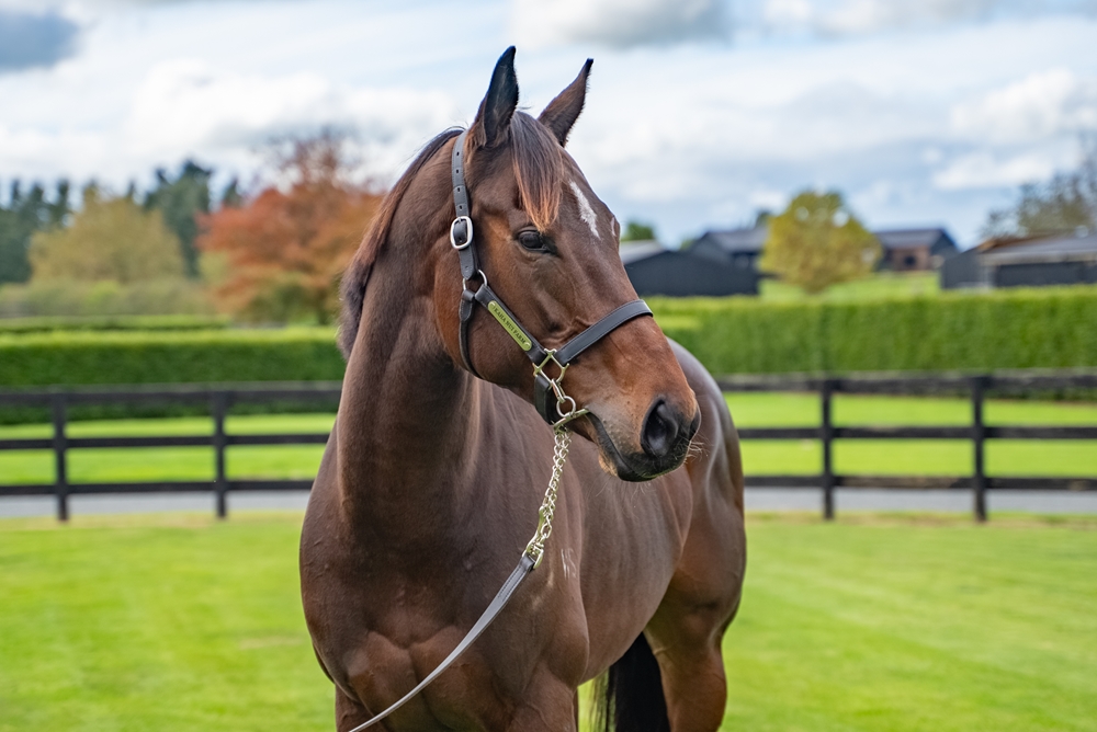 Wolverine (NZ) - Image 2