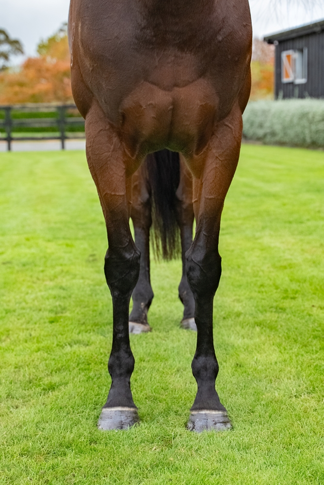 Wolverine (NZ) - Image 3