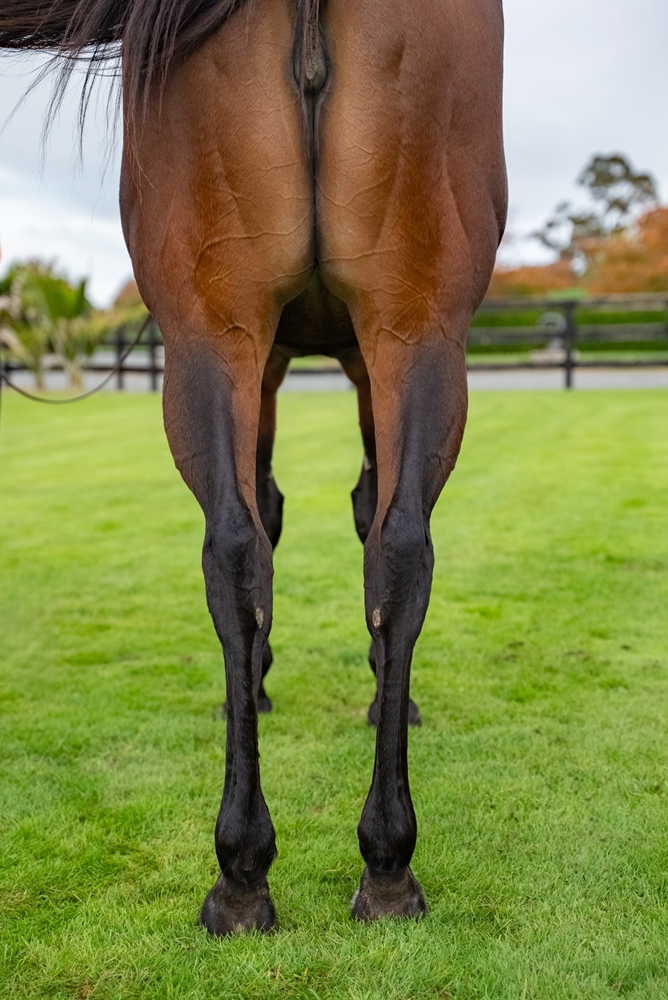 Wolverine (NZ) - Image 4