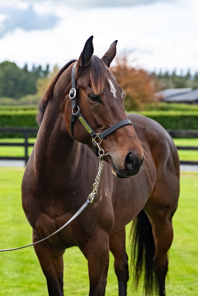 Wolverine (NZ) - Image 5