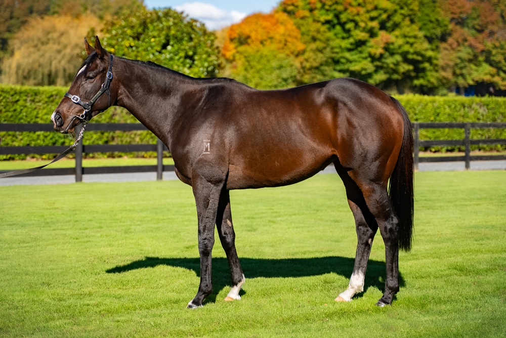 Campionessa (NZ) - Image 1