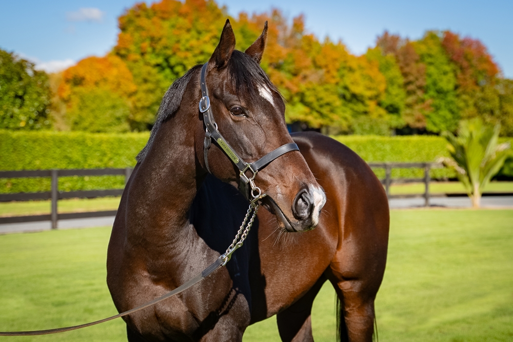 Campionessa (NZ) - Image 2