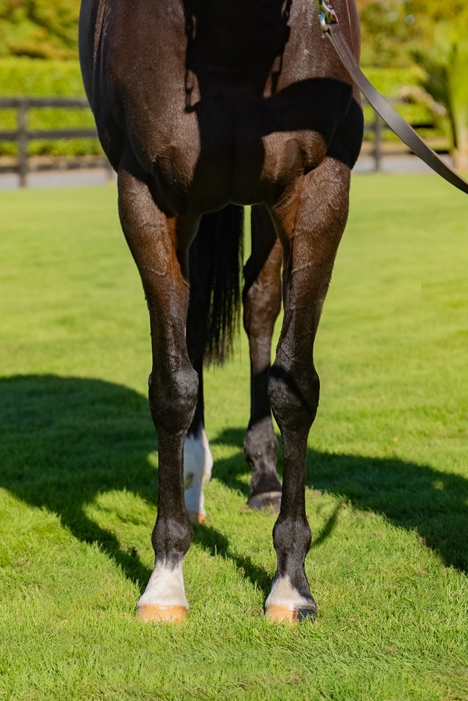 Campionessa (NZ) - Image 3