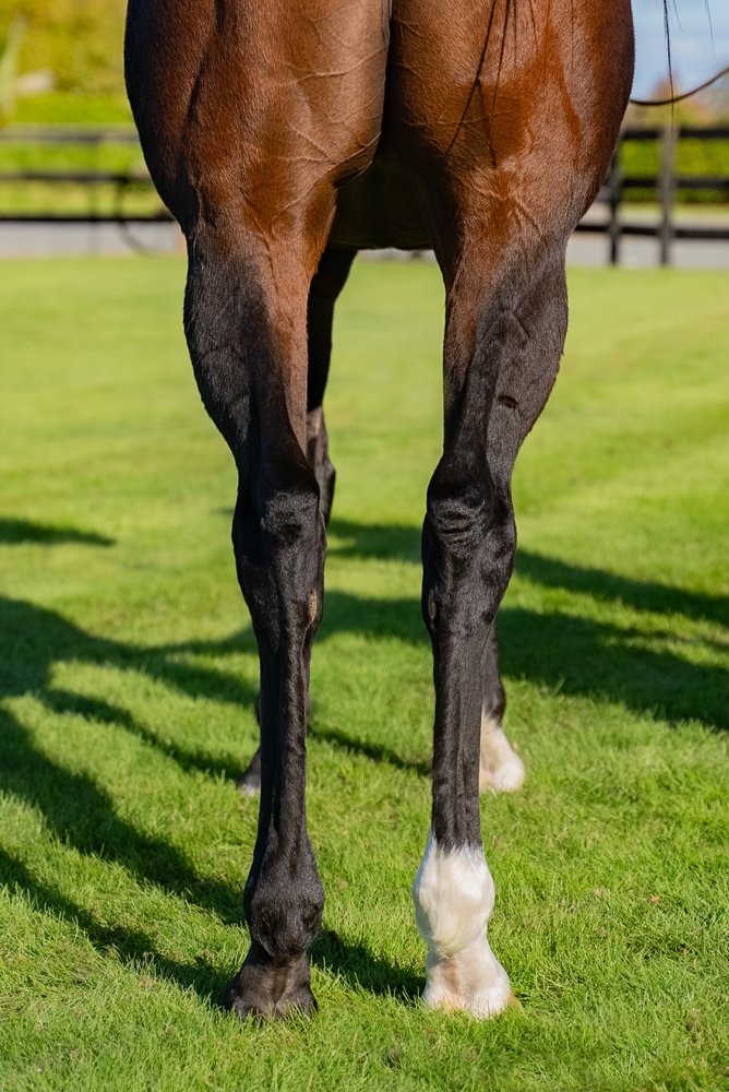 Campionessa (NZ) - Image 4