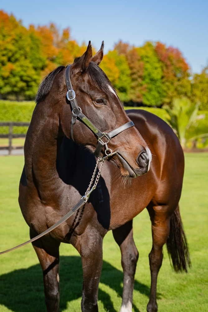 Campionessa (NZ) - Image 5