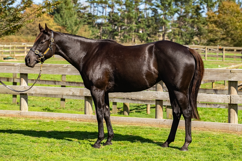 Hayley (AUS) - Image 1