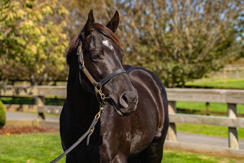 Hayley (AUS) - Image 2