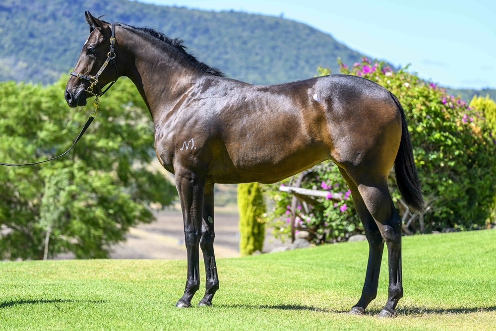 Lean Mean Machine (AUS) / Purple Carat (AUS) 2023 Filly - Image 1