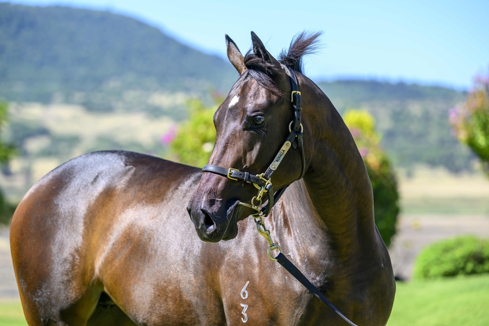 Lean Mean Machine (AUS) / Purple Carat (AUS) 2023 Filly - Image 2