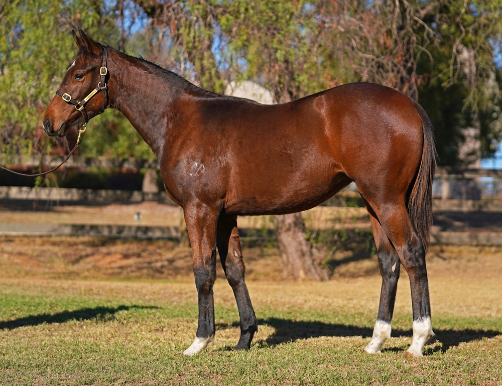 Better Than Ready (AUS) / Flaunted (AUS) 2024 Filly - Image 1