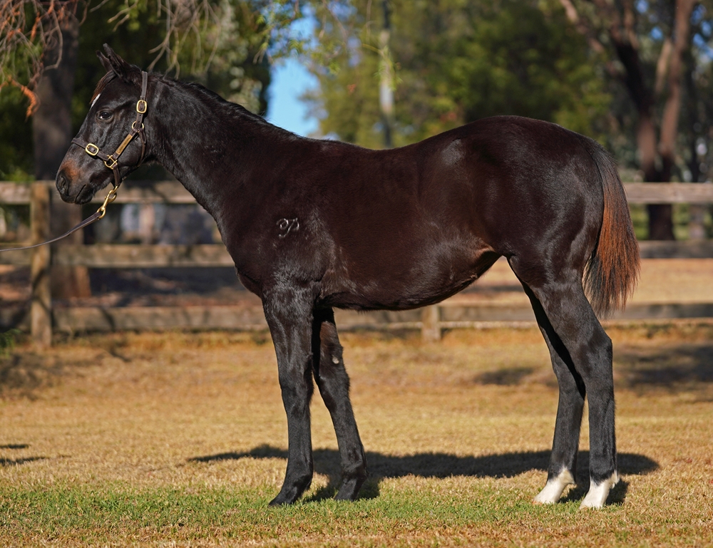 Too Darn Hot (GB) / Kirini (AUS) 2024 Filly - Image 1