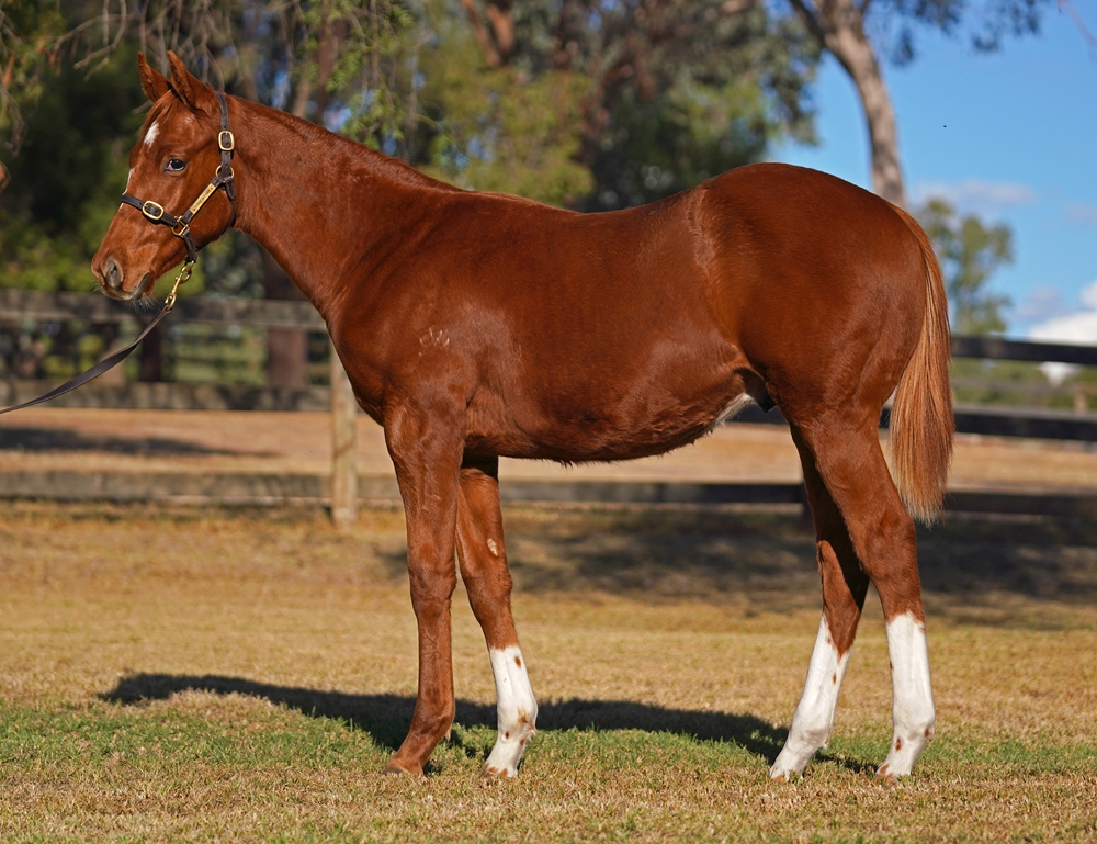 Jacquinot (AUS) / Show Me More (NZ) 2024 Colt - Image 1