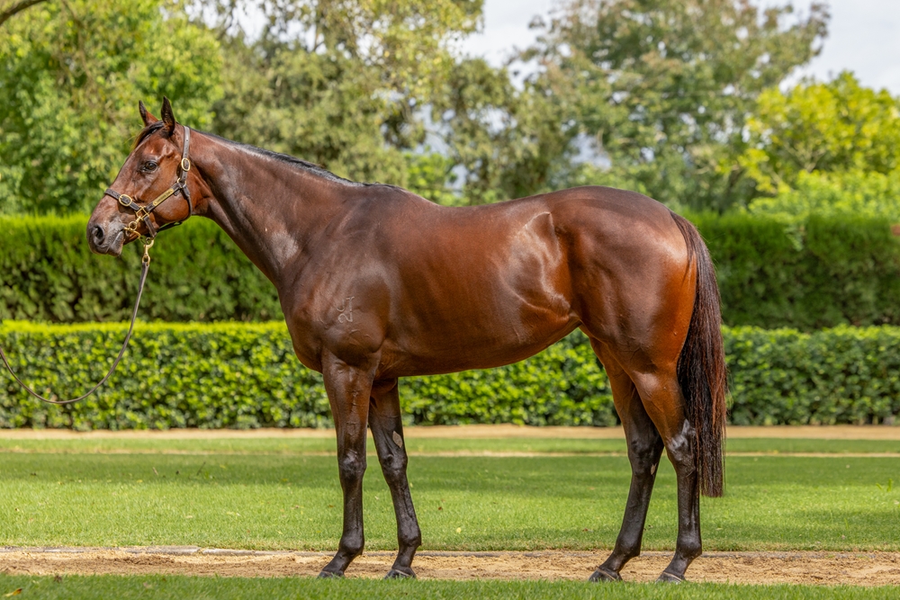 Hatasu (AUS) - Image 1