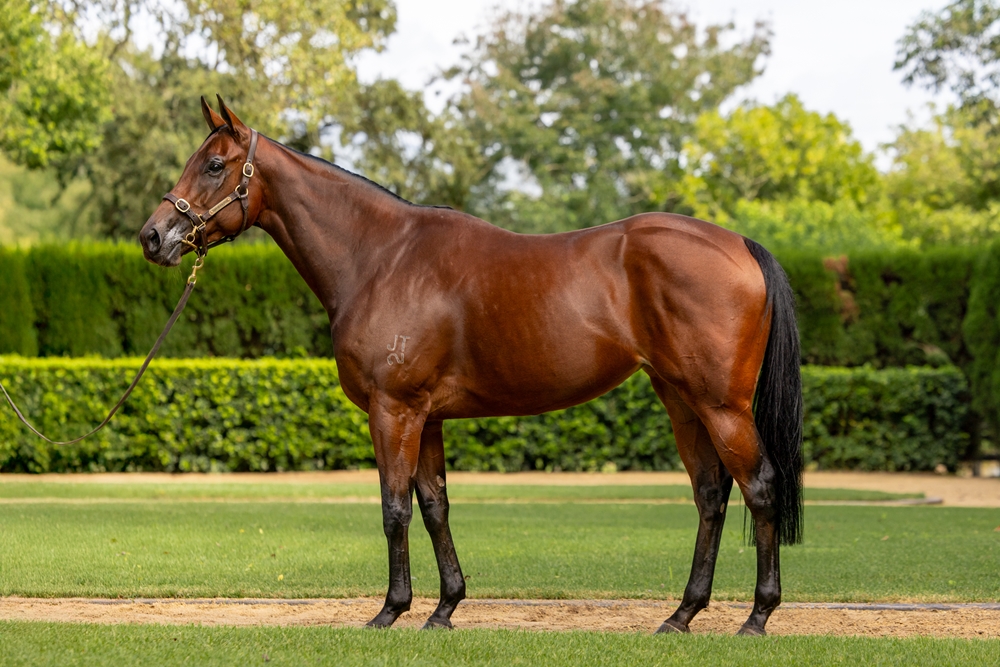 Zougotcha (AUS) - Image 1