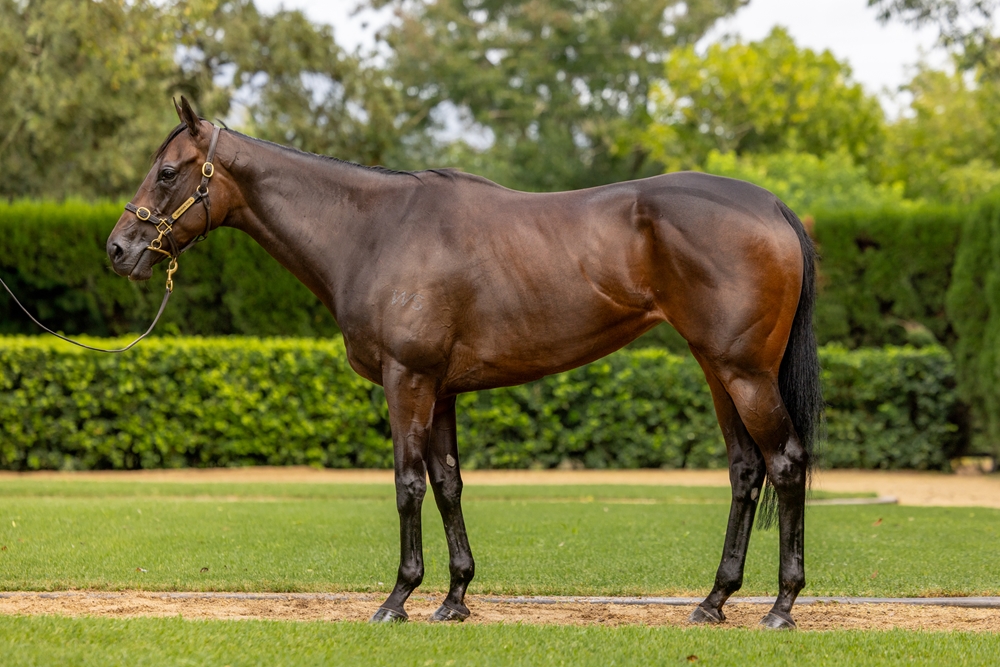 Atishu (NZ) - Image 1