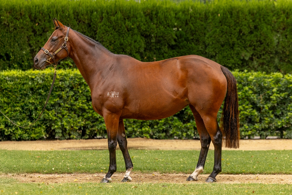 Resilient Miss (AUS) - Image 1