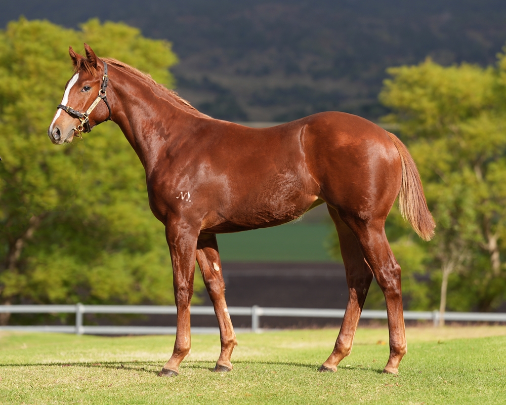 Dubious (AUS) / On Tour (AUS) 2024 Filly - Image 1