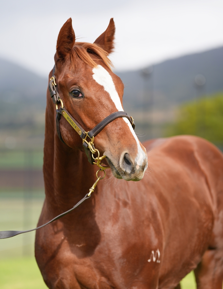 Dubious (AUS) / On Tour (AUS) 2024 Filly - Image 2