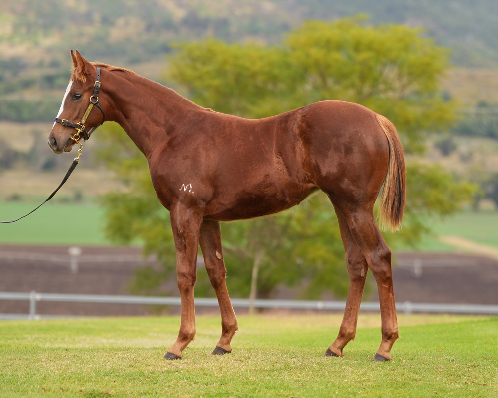 Stronger (AUS) / Dukemore (AUS) 2024 Filly - Image 1