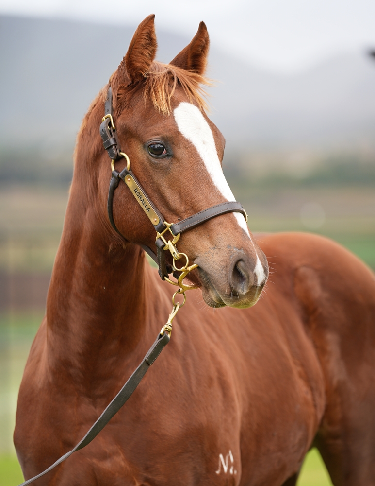 Stronger (AUS) / Dukemore (AUS) 2024 Filly - Image 2