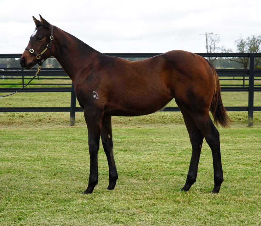 Cosmic Force (AUS) / Jalasaat (AUS) 2024 Filly - Image 1