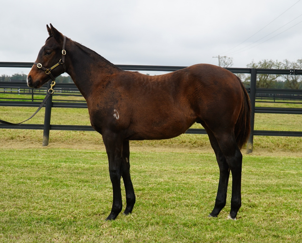 Prince of Caviar (AUS) / Oregon Pinot (AUS) 2024 Colt - Image 1