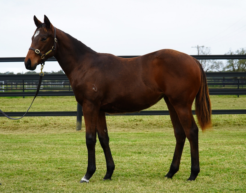 Zousain (AUS) / Southwest (AUS) 2024 Filly - Image 1