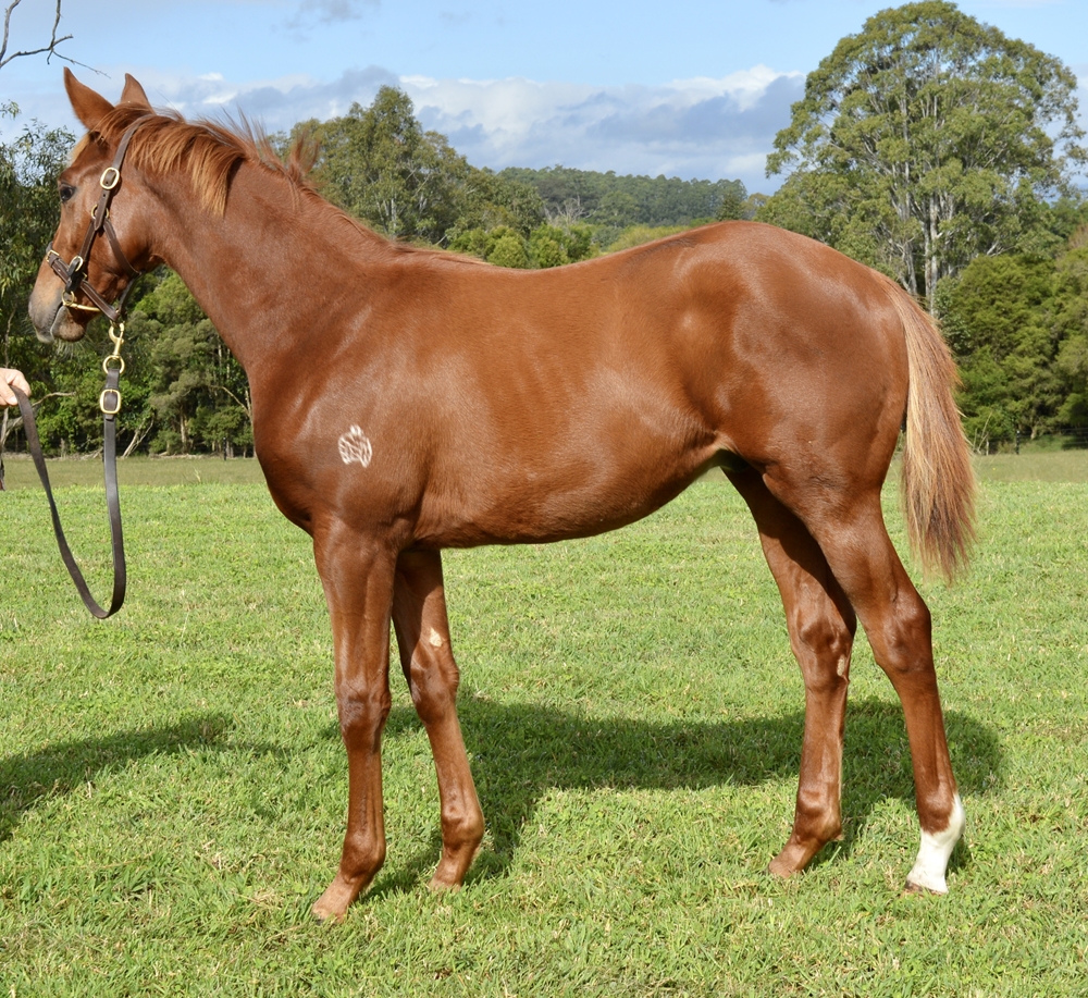 King's Legacy (AUS) / Lochita (AUS) 2024 Colt - Image 1