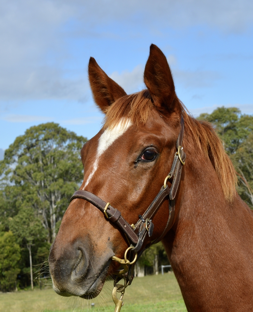 King's Legacy (AUS) / Lochita (AUS) 2024 Colt - Image 2