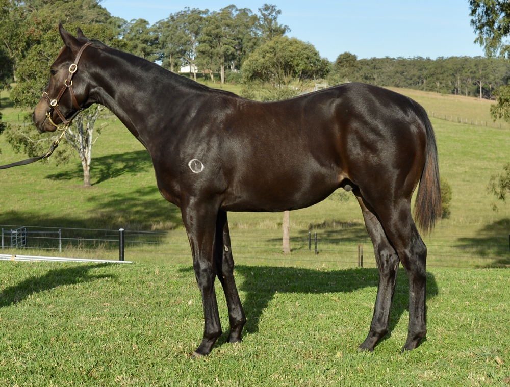 Artorius (AUS) / Military Magic (AUS) 2024 Colt - Image 1