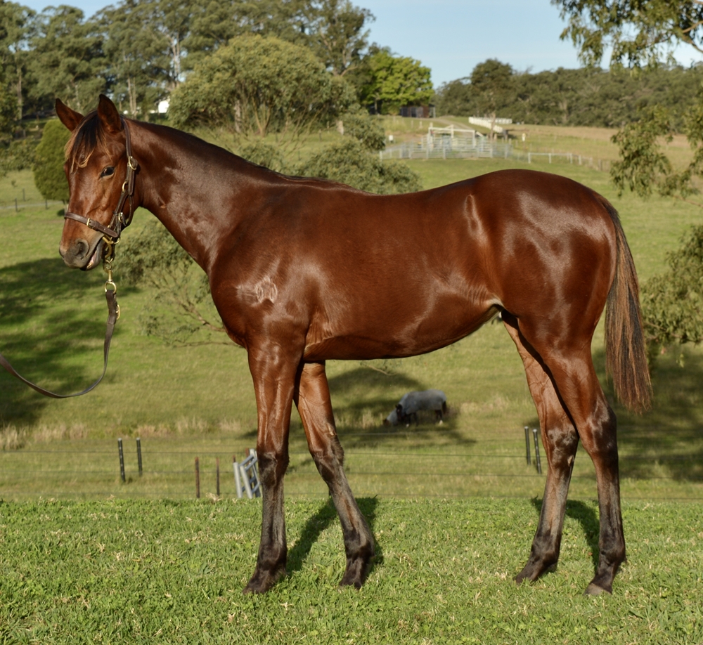 So You Think (NZ) / Minjee (AUS) 2024 Filly - Image 1
