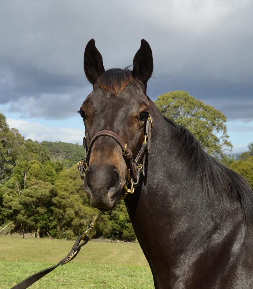 Artorius (AUS) / Military Magic (AUS) 2024 Colt - Image 2