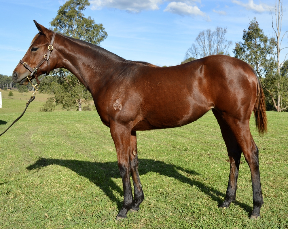 Stay Inside (AUS) / Ocean Deep (NZ) 2024 Filly - Image 1