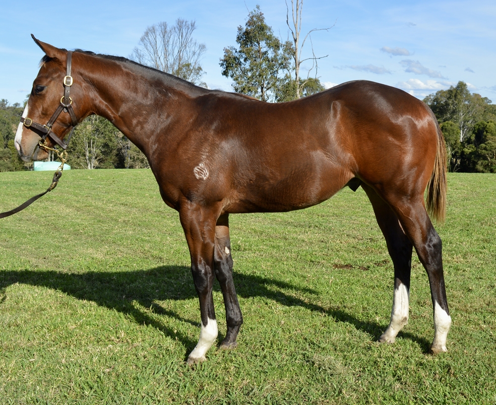 Castelvecchio (AUS) / Sista Act (AUS) 2024 Colt - Image 1