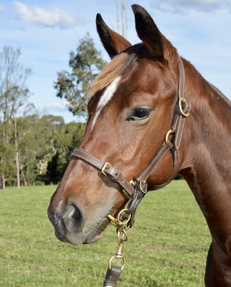 Stay Inside (AUS) / Ocean Deep (NZ) 2024 Filly - Image 2
