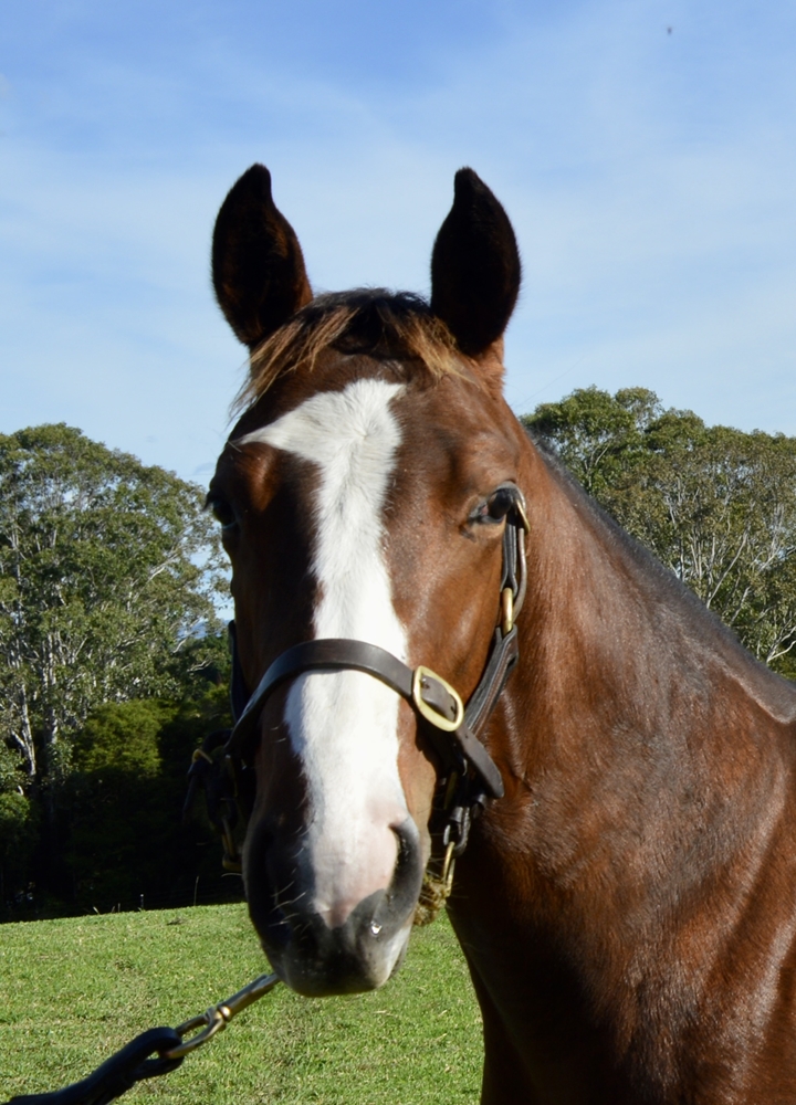 Castelvecchio (AUS) / Sista Act (AUS) 2024 Colt - Image 2