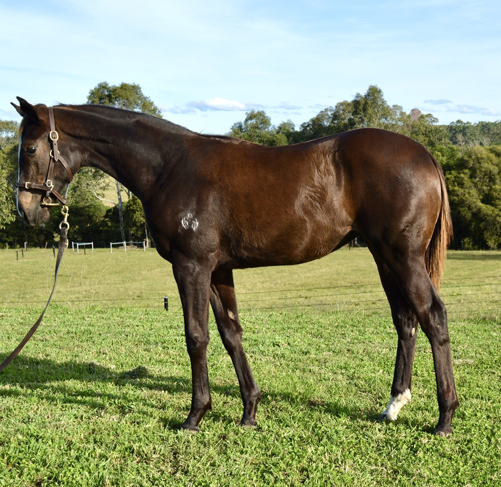 Hitotsu (AUS) / Ruby Falls (AUS) 2024 Filly - Image 1
