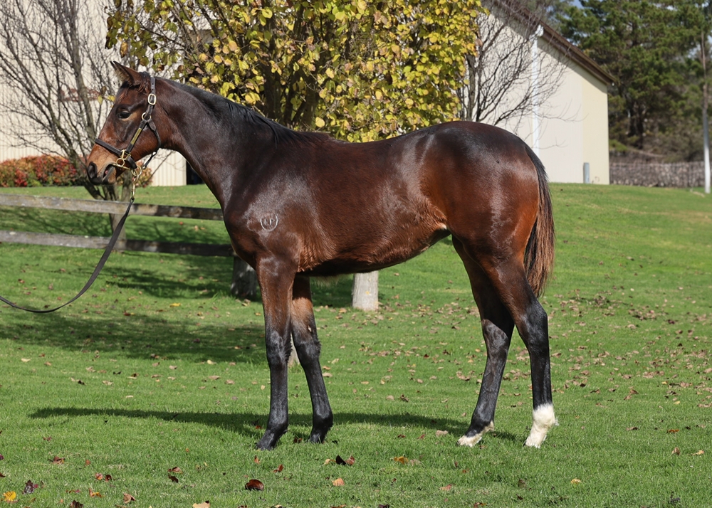 The Autumn Sun (AUS) / Midnight Pearl (AUS) 2024 Filly - Image 1