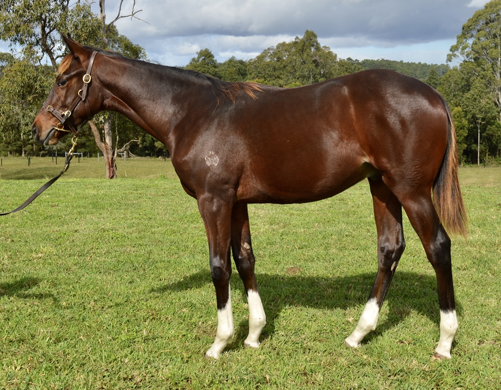 Jacquinot (AUS) / Missed the Alarm (NZ) 2024 Colt - Image 1