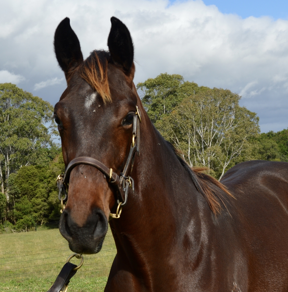 Jacquinot (AUS) / Missed the Alarm (NZ) 2024 Colt - Image 2