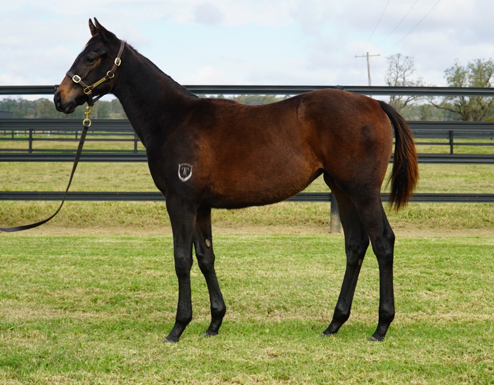 Supido (AUS) / Medaille (AUS) 2024 Filly - Image 1