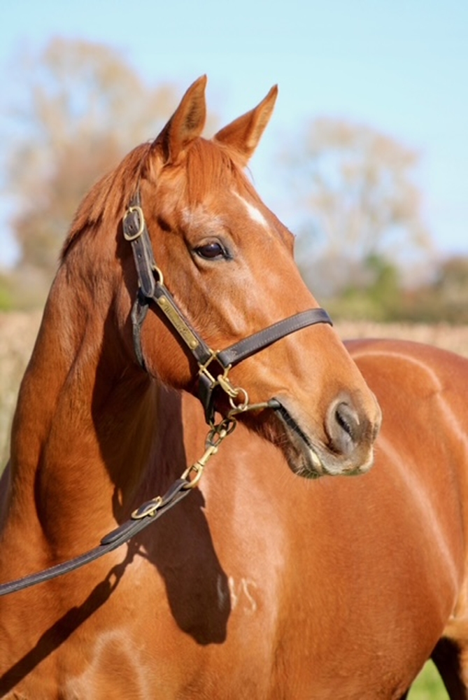 Gold Bracelet (NZ) - Image 1