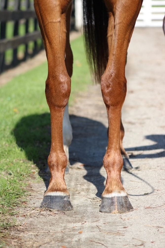 Gold Bracelet (NZ) - Image 2
