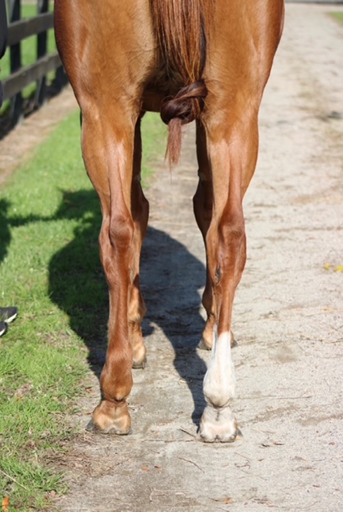 Gold Bracelet (NZ) - Image 3