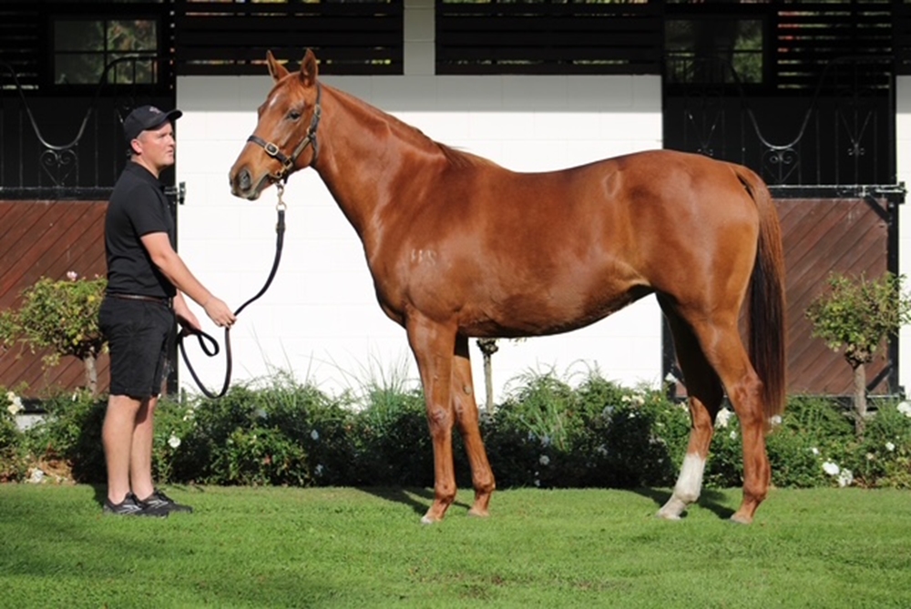 Gold Bracelet (NZ) - Image 4