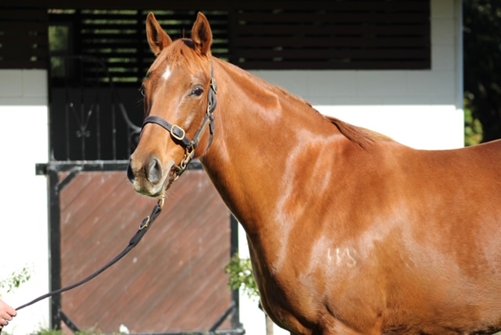 Gold Bracelet (NZ) - Image 6