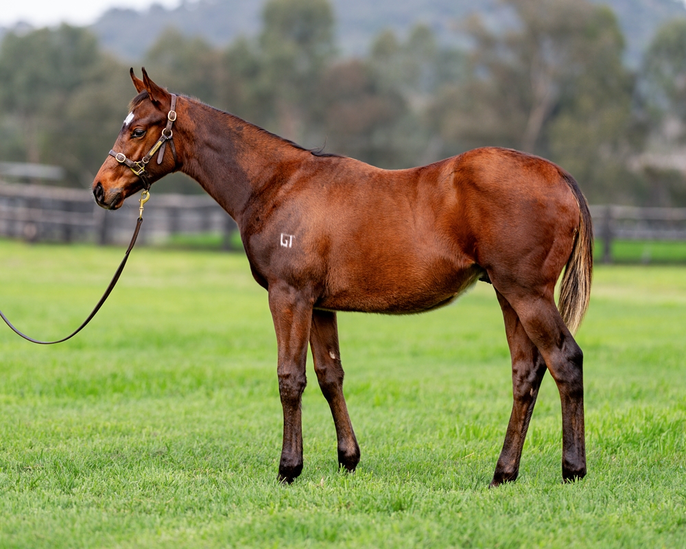 Zoustar (AUS) / Lomandra (AUS) 2024 Colt - Image 1